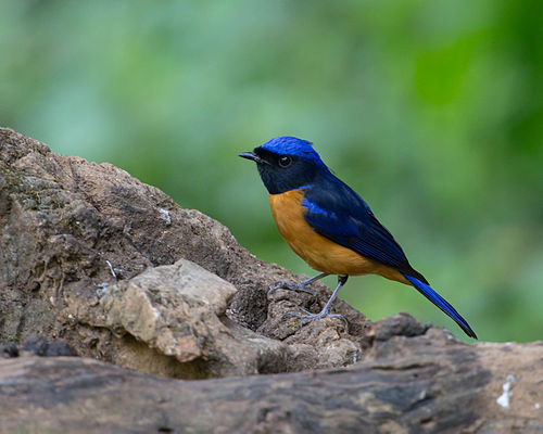 Rufous-bellied niltava